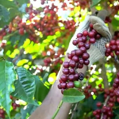 Oferta restrita e tensões geopolíticas elevam preço do café arábica no Brasil