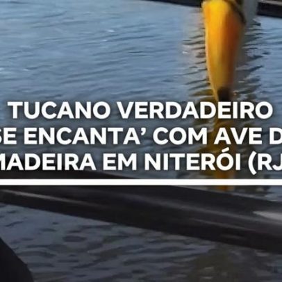 Tucano verdadeiro se encanta com ave de madeira em Niterói (RJ)