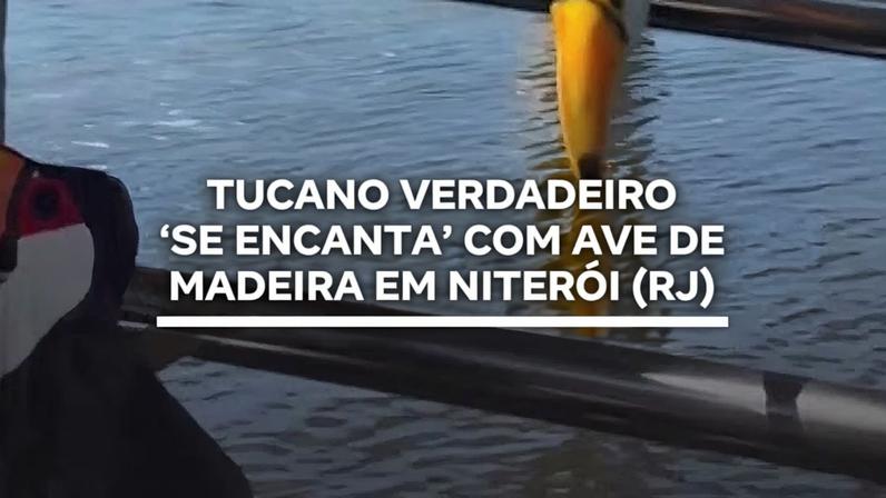 Tucano verdadeiro se encanta com ave de madeira em Niterói (RJ)