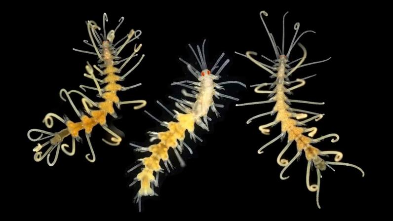 Oceano profundo guarda espécies que podem desaparecer sem serem vistas (Imagem: Arne Nygren em Aguado et al./2019)