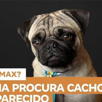 Família procura cachorro desaparecido em bairro da cidade