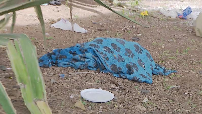 Tutora do animal, uma mulher em situação de rua, contesta a versão da Guarda