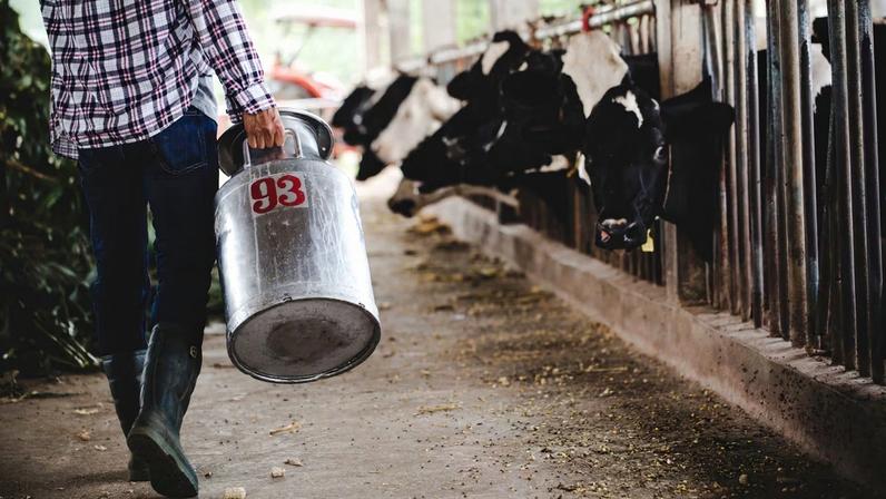 Mercado do leite (Foto: Freepik)