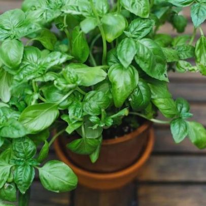 Plantas podem absorver nutrientes da poeira atmosférica, aponta estudo