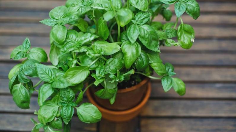 Poeira atmosférica pode nutrir plantas diretamente pelas folhas, revela estudo (Imagem: Getty Images via Canva)