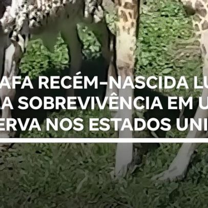 Girafa recém-nascida luta pela sobrevivência em reserva nos EUA