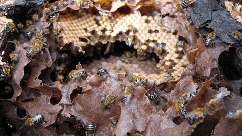 Interior de um ninho de Melipona scutellaris, com invólucro parcialmente removido expondo células de cria (Imagem: Elichten - CC BY-SA 4.0)