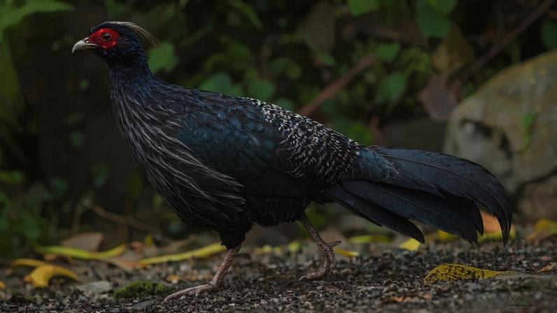 Projeto de 30 anos no Himalaia mostra restauração florestal comunitária