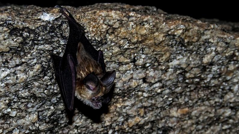Índia tem grande diversidade de morcegos, mas conhecimento sobre eles é limitado, diz relatório