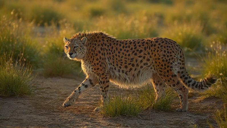 Guerra contra o Irã atrapalha esforços para salvar o guepardo asiático