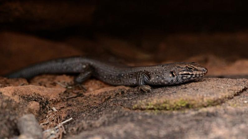 Conhecimento indígena identifica novo lagarto ameaçado na Austrália