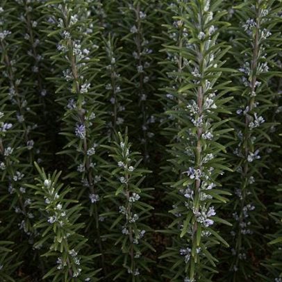 Plantas atuam como repelentes de escorpiões
