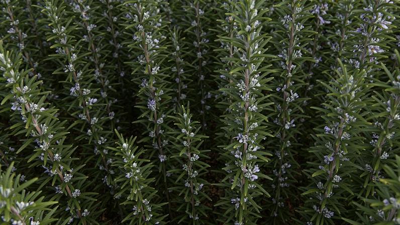 Plantas atuam como repelentes de escorpiões