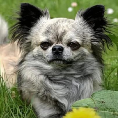 As raças de cachorro com maior longevidade