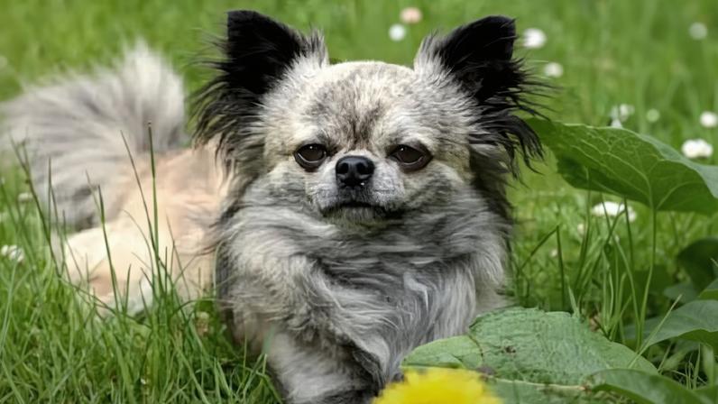 As raças de cachorro com maior longevidade