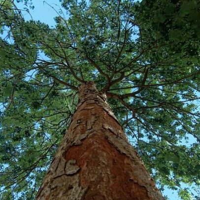 Pau-brasil, árvore que deu nome ao Brasil, corre risco de extinção