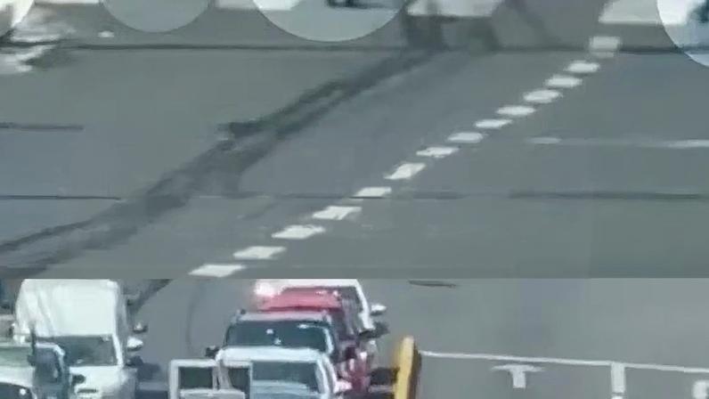 Família de quatis interrompe tráfego em Botucatu, SP