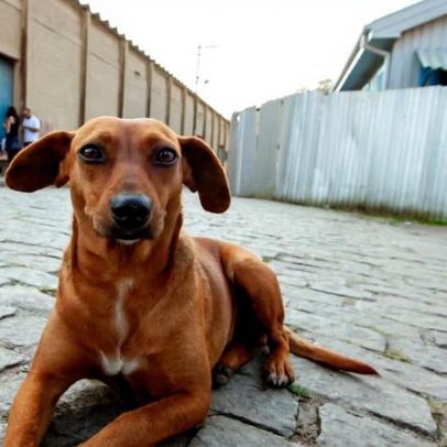 Guarda compartilhada de pets vira lei após separação