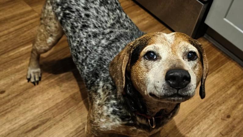 Archer foi encontrado por um vizinho e devolvido em segurança para a família da Flórida