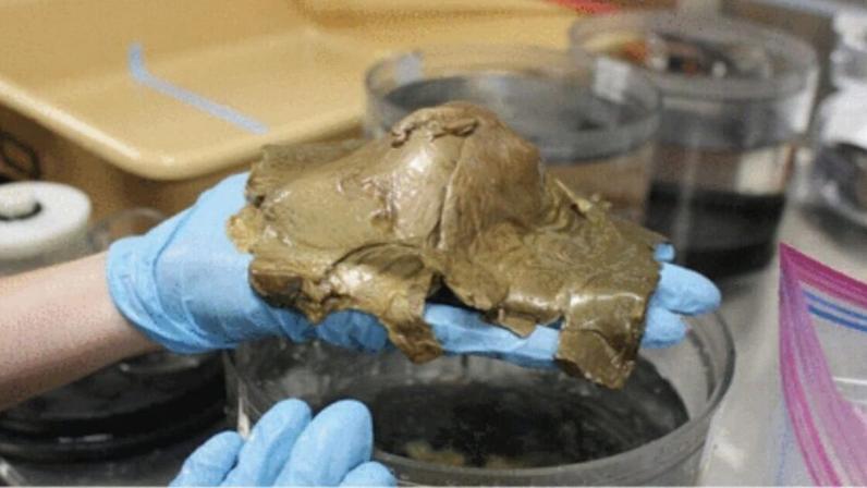 Uma misteriosa "bola dourada" encontrada na costa do Alasca revelou-se ser a carapaça protetora de uma criatura marinha