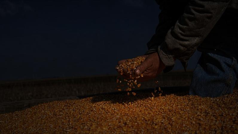 Da soja ao milho, Boa Safra traça estratégia de crescimento no longo prazo.