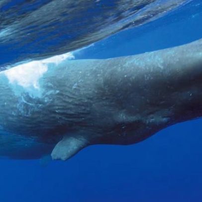 Baleias podem estar se comunicando; ciência avança na compreensão de seus sons