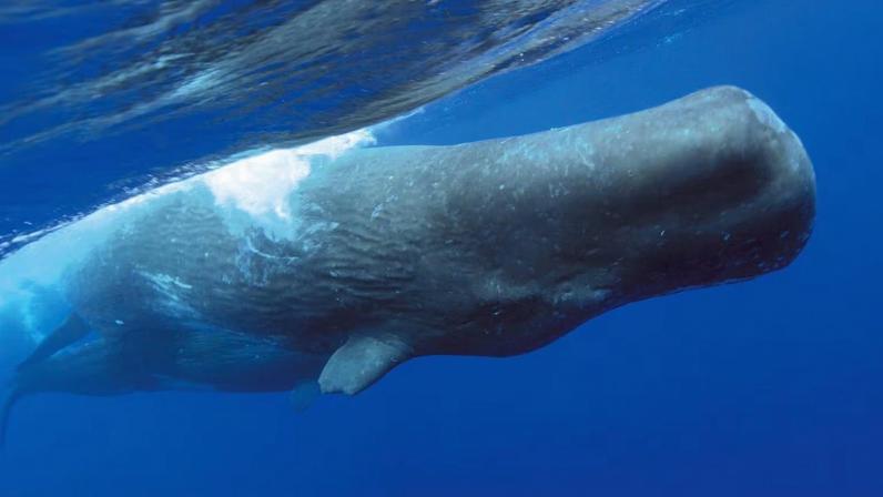 Cliques de baleias revelam padrões complexos semelhantes à linguagem humana (Imagem: Getty Images via Canva)