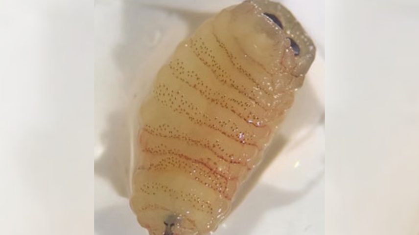 Miíase nasal: entenda a condição que fez mulher espirrar vermes