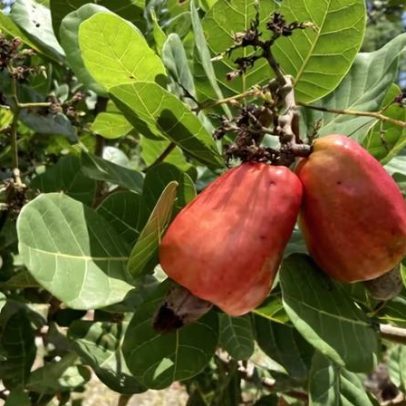Caju: fruta ou castanha? Entenda a dúvida