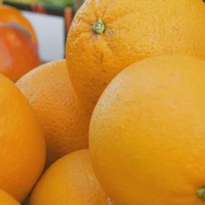 Doença que atinge laranjas registra recorde na safra 2025/26