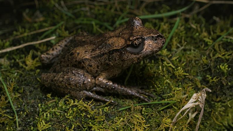Incêndios ameaçam sobrevivência de espécies sob mudança climática