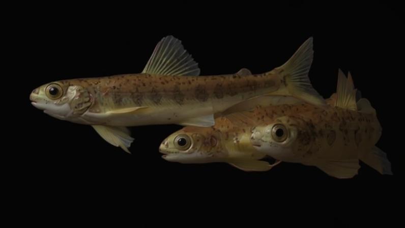 Salmões selvagens do Atlântico (Jörgen Wiklund/Divulgação)