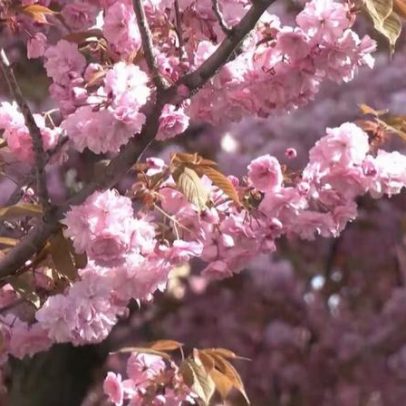 Primavera em cidade alemã transforma ruas com cerejeiras