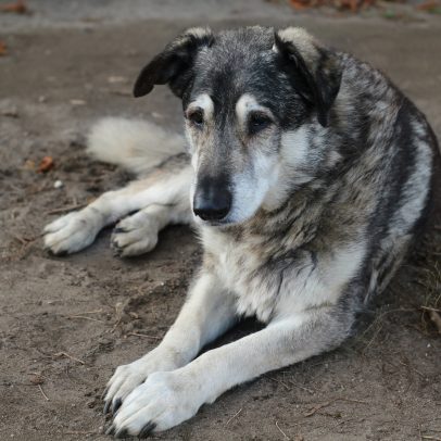 Nova pílula promete aumentar a expectativa de vida de cães idosos