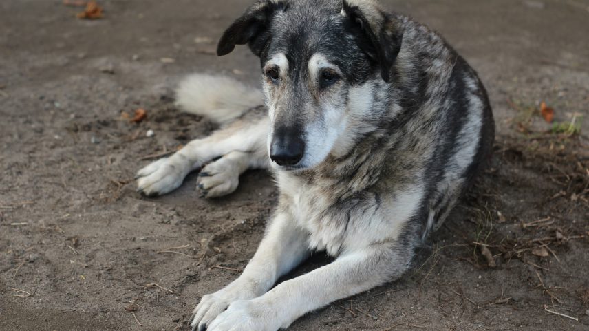 Novo tratamento pode fazer cães idosos viverem mais