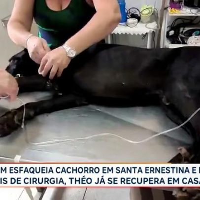 Homem esfaqueia cachorro 16 vezes e foge em Santa Ernestina