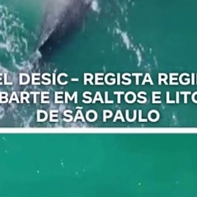 Drone registra baleia-jubarte em saltos no litoral de SP