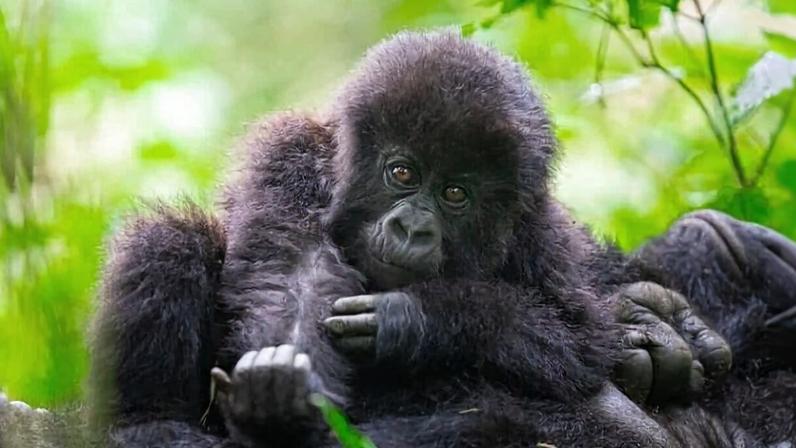 Mountain gorillas continue to face serious threats as they lose habitat and are stalked by poachers who target them for their meat and body parts, or traffic their infants for zoos and entertainment.