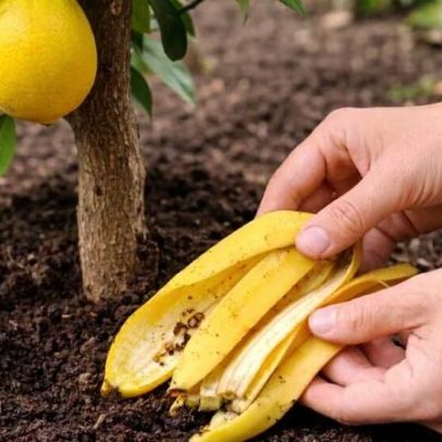 Casca de banana aumenta produção de limões em cultivos domésticos