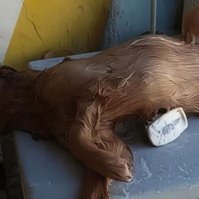 Cadelinha curte mordomia durante banho em 'Soltando os Bichos'