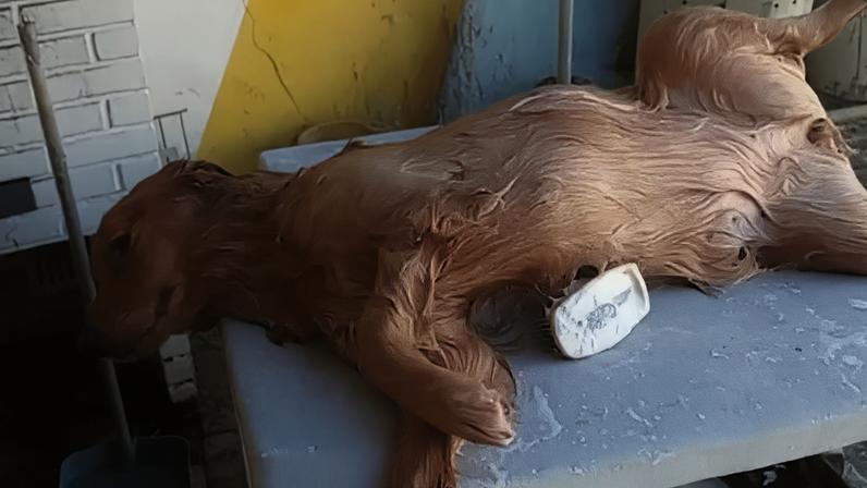 Cadelinha curte mordomia durante banho em 'Soltando os Bichos'