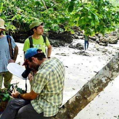 Nova espécie de mogno descoberta em Zanzibar com menos de 30 árvores.