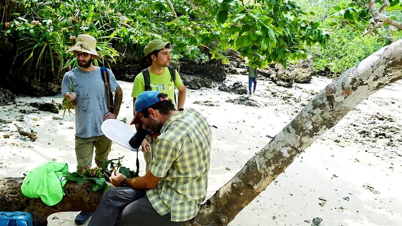 Nova espécie de mogno descoberta em Zanzibar com menos de 30 árvores.
