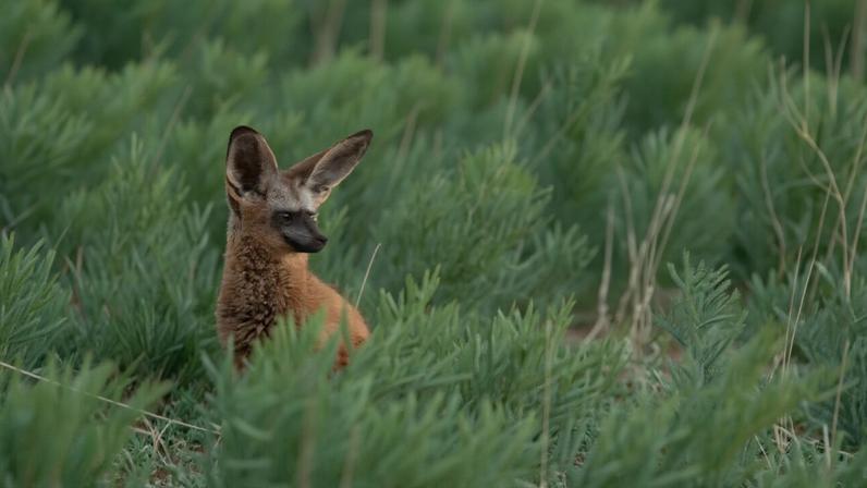 Restauração de solo com vida selvagem e créditos de carbono no Kalahari