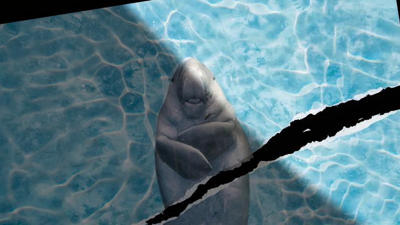 Marine animals in the Strait of Hormuz