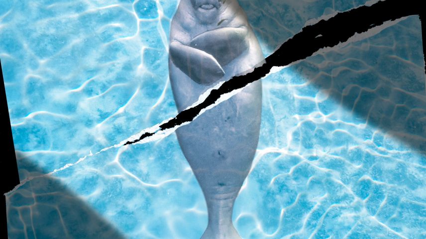 Image may contain Animal Sea Life Mammal Fish Shark Dolphin and Beluga Whale