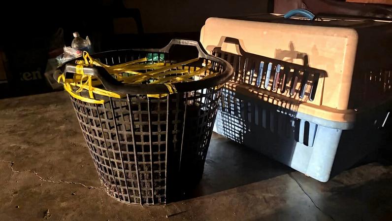 Filhotes de urso de dois meses são resgatados de venda no Facebook no Laos