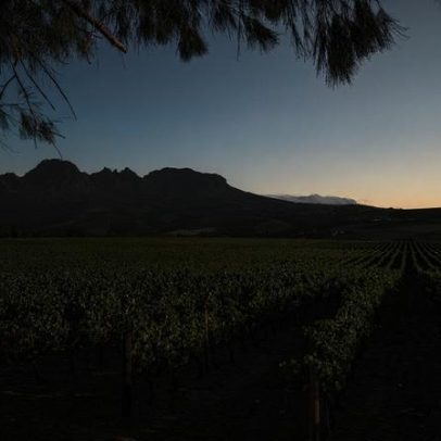 Vinhos brancos sul-africanos premiados com ouro