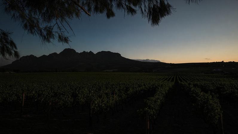 Views of South African vineyards - A record breaking year at DWWA 2025