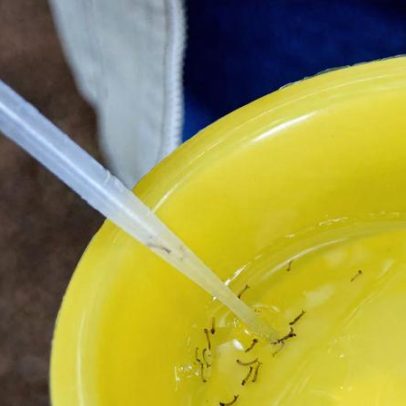 Como eliminar criadouros do mosquito da dengue, Zika e chikungunya